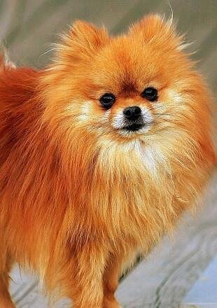 Pomeranian