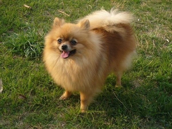 Pomeranian