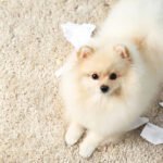 Pomeranian Training Methods