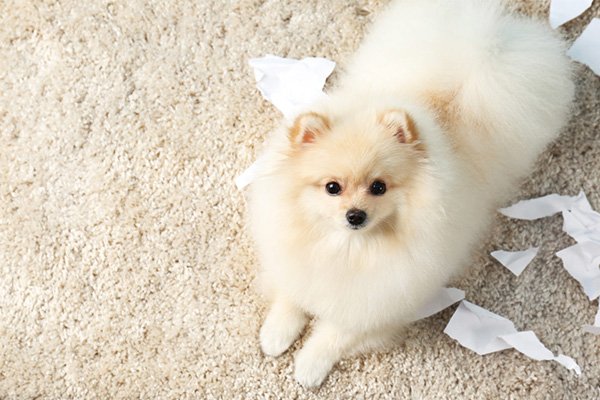 Why is Pomeranian not easy to raise?