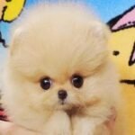 How to train a three month old Pomeranian to poop and pee at regular intervals?