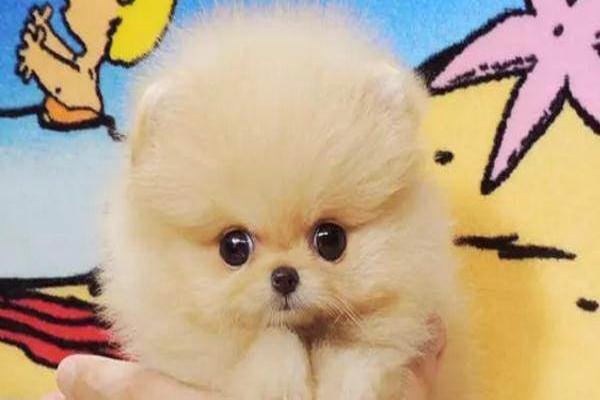 How to train a three month old Pomeranian to poop and pee at regular intervals?