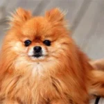 Dogs with hard stomachs