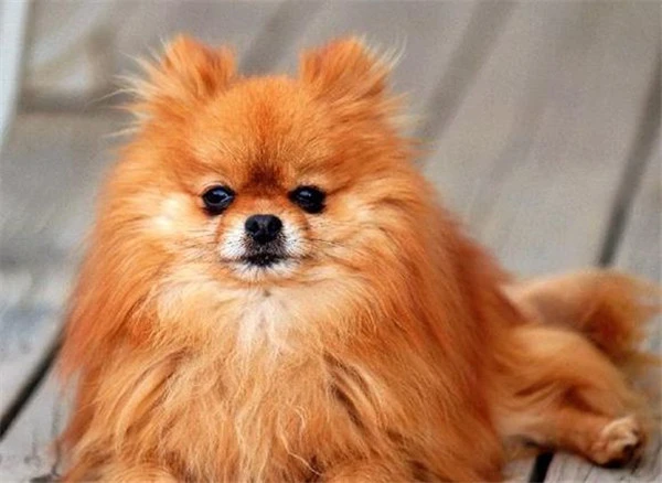 Pomeranian