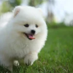 Pomeranian Training Methods