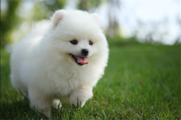 Pomeranian