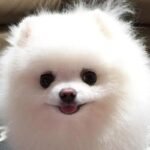 Dogs can eat salt in moderation