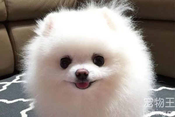 Dogs can eat salt in moderation